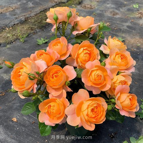 推薦5個微型月季品種，株型小開花多是陽臺盆栽佳品(圖1)