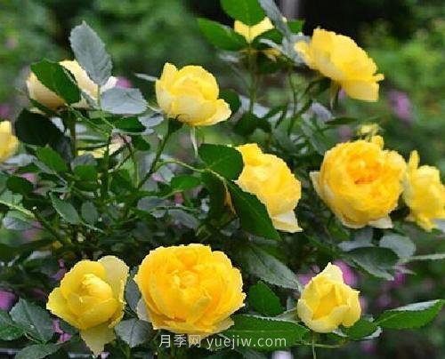 推薦5個微型月季品種，株型小開花多是陽臺盆栽佳品(圖2)