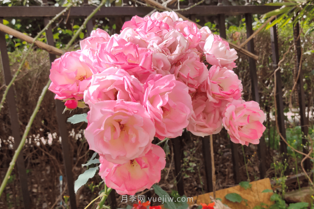 推薦4個適合新花友種植的藤本月季品種，長勢強勁開花量大(圖3)