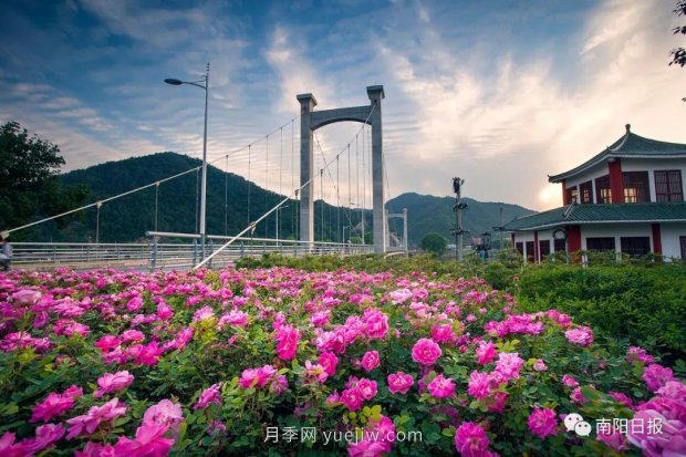 第十二屆南陽月季花會4月29日開幕，花事活動提前報(圖3)