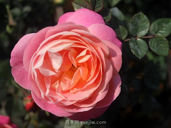 月季花敗謝的比較快，是什么原因？(圖1)