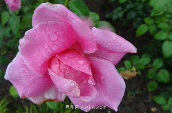 南陽月季花，長得好看，想養(yǎng)好要學(xué)會的小技巧(圖1)