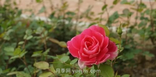 咸陽4A級景區(qū)級別月季園，五一假期游玩就要去(圖5)