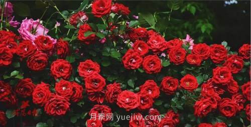 咸陽4A級景區(qū)級別月季園，五一假期游玩就要去(圖4)