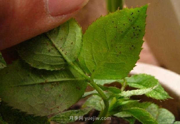 月季紅蜘蛛蟲害預(yù)防辦法，推薦3種藥物(圖1)