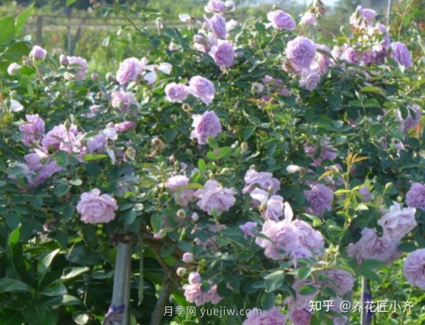 推薦4款月季品種，輕松打造小型月季花墻(圖1)