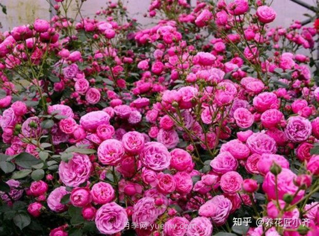 推薦4款月季品種，輕松打造小型月季花墻(圖2)