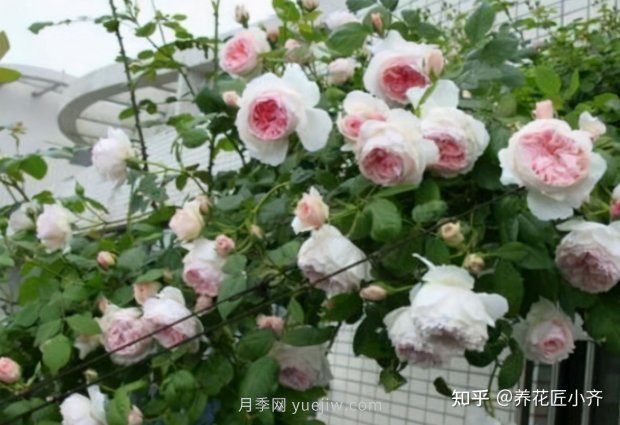 推薦4款月季品種，輕松打造小型月季花墻(圖3)