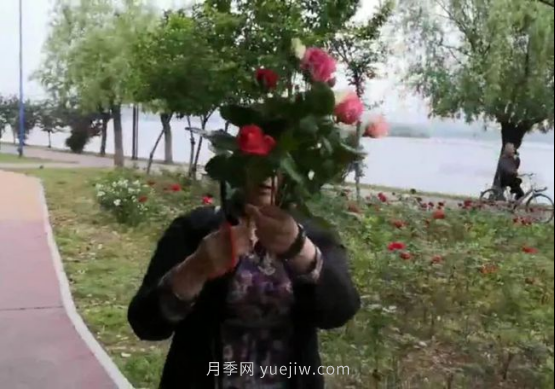 南陽月季“剪花姐”被處罰，罰款后保證以后再不犯(圖1)
