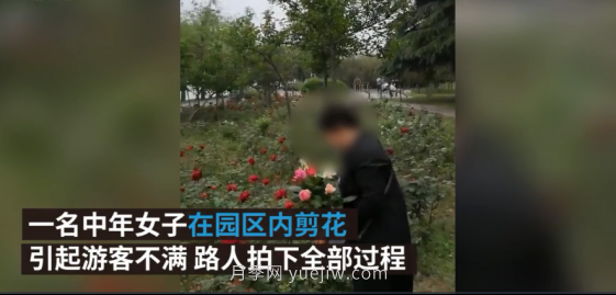 南陽月季“剪花姐”被處罰，罰款后保證以后再不犯(圖2)