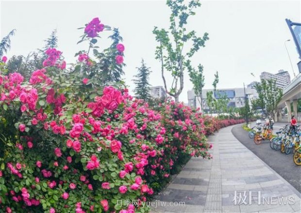 大武漢美！武漢滿城月季流淌幸福的浪漫(圖4)