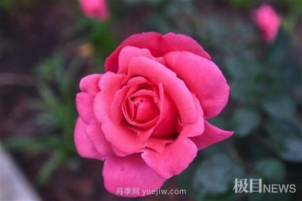 大武漢美！武漢滿城月季流淌幸福的浪漫(圖10)