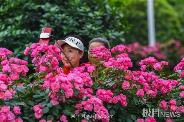 大武漢美！武漢滿城月季流淌幸福的浪漫(圖9)