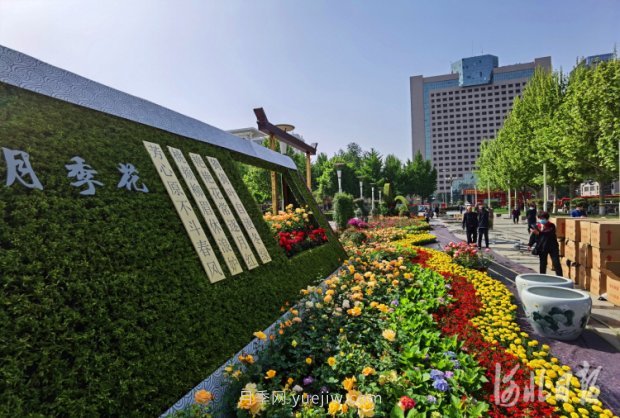 河北石家莊市第十七屆月季花展五一開幕，16個月季花壇展示(圖3)