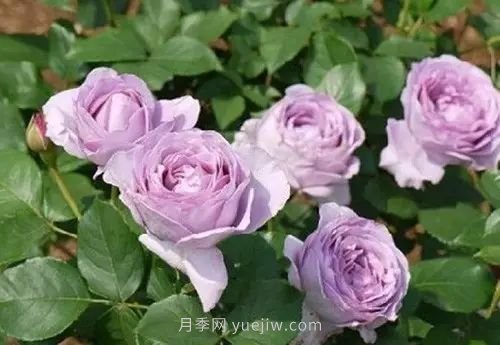 30種漂亮的月季品種推薦，必然有你喜歡的(圖11)