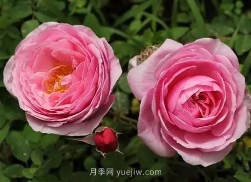 30種漂亮的月季品種推薦，必然有你喜歡的(圖3)