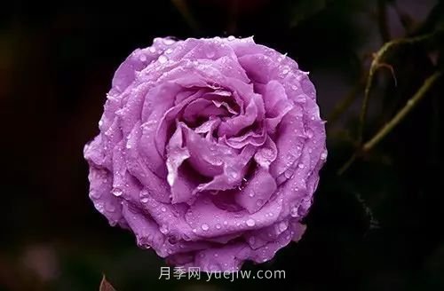 30種漂亮的月季品種推薦，必然有你喜歡的(圖2)