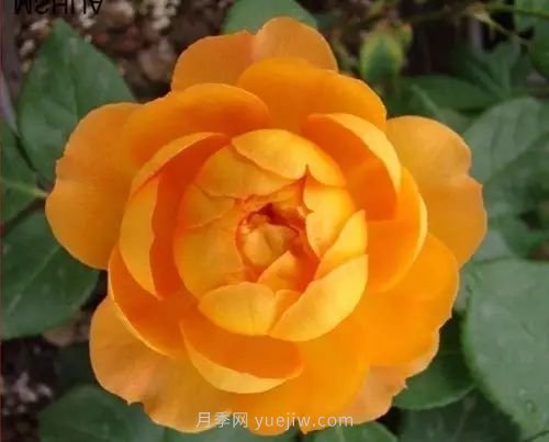 30種漂亮的月季品種推薦，必然有你喜歡的(圖7)