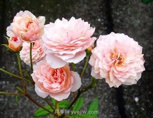 30種漂亮的月季品種推薦，必然有你喜歡的(圖16)