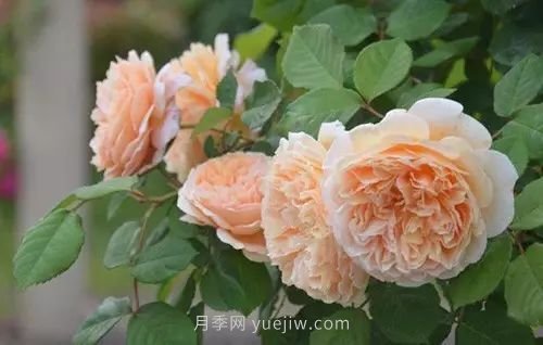 30種漂亮的月季品種推薦，必然有你喜歡的(圖14)