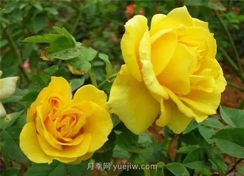 30種漂亮的月季品種推薦，必然有你喜歡的(圖10)