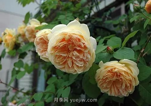 30種漂亮的月季品種推薦，必然有你喜歡的(圖19)
