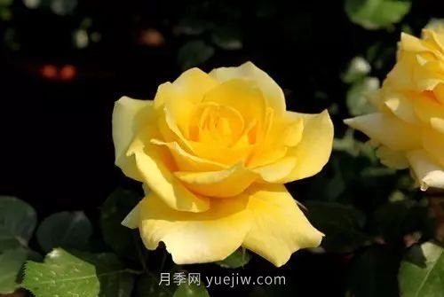 30種漂亮的月季品種推薦，必然有你喜歡的(圖12)
