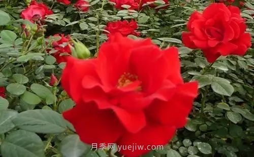 30種漂亮的月季品種推薦，必然有你喜歡的(圖8)