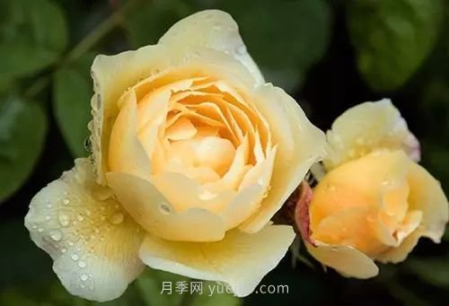 30種漂亮的月季品種推薦，必然有你喜歡的(圖26)