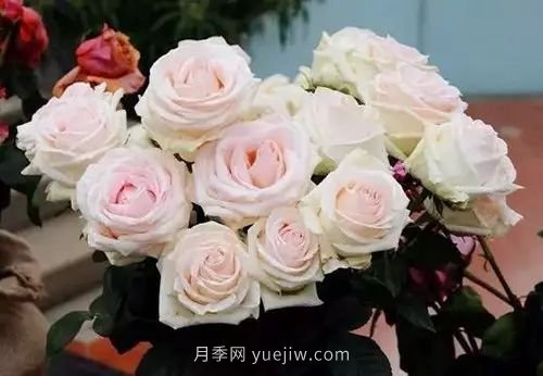 30種漂亮的月季品種推薦，必然有你喜歡的(圖6)