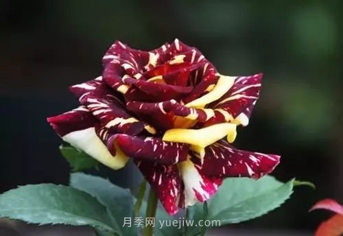 30種漂亮的月季品種推薦，必然有你喜歡的(圖15)