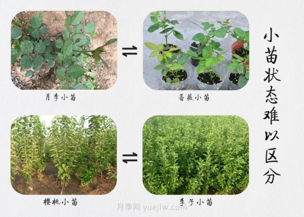 重拳出擊！江蘇沭陽“打假”扣押苗木10萬余株(圖6)
