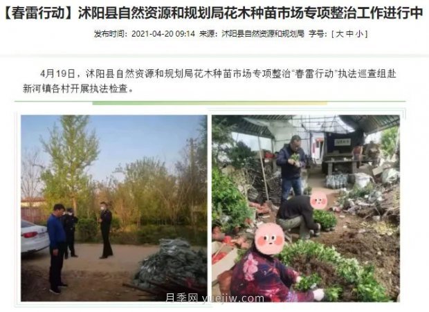 重拳出擊！江蘇沭陽“打假”扣押苗木10萬余株(圖1)