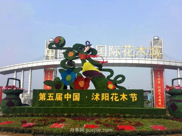 重拳出擊！江蘇沭陽“打假”扣押苗木10萬余株(圖4)