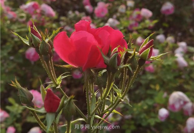 淮南市花月季盛開，來舜耕山風(fēng)景區(qū)欣賞(圖2)