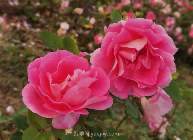 淮南市花月季盛開，來舜耕山風(fēng)景區(qū)欣賞(圖3)