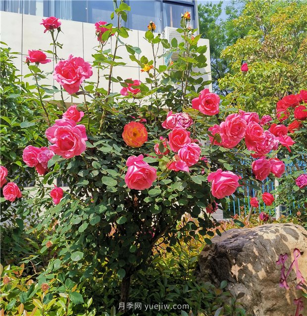 月季花開正盛，期待市花城市建設(圖1)