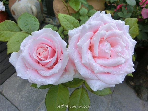 五月份園林養(yǎng)護注意這幾點，讓月季苗木安全度夏(圖1)