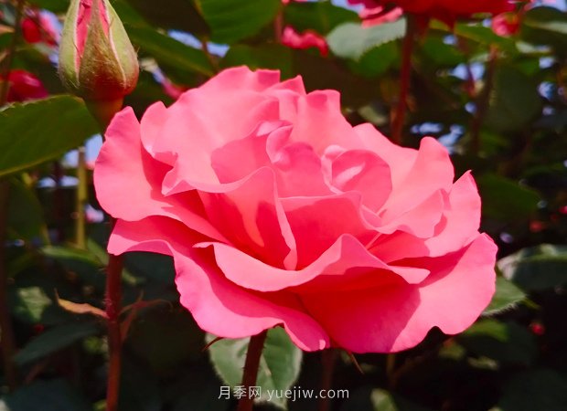 4種花卉，花友入坑不能自拔，尤其是月季(圖1)