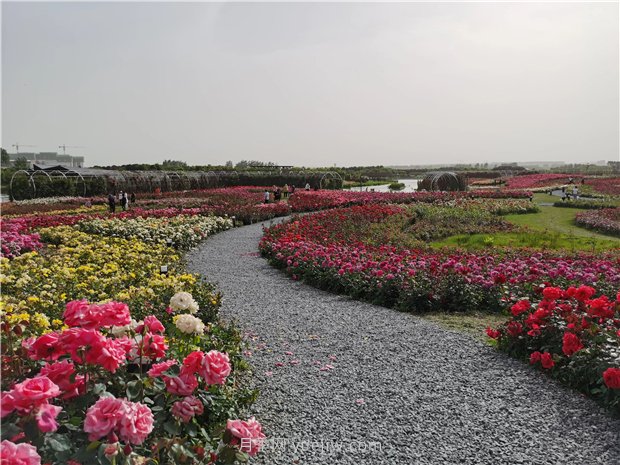 南陽世界月季大觀園規(guī)模真大，快來過把月季花癮(圖2)