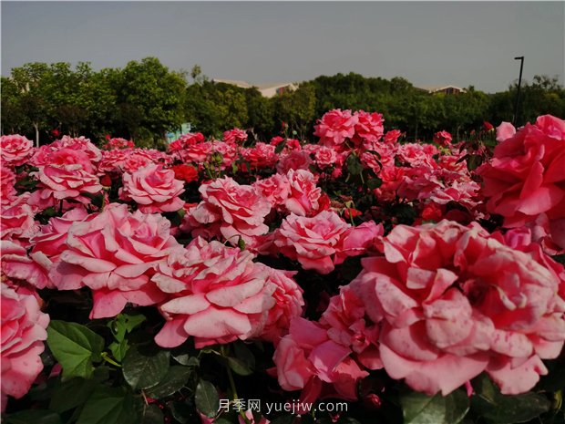 南陽世界月季大觀園規(guī)模真大，快來過把月季花癮(圖1)