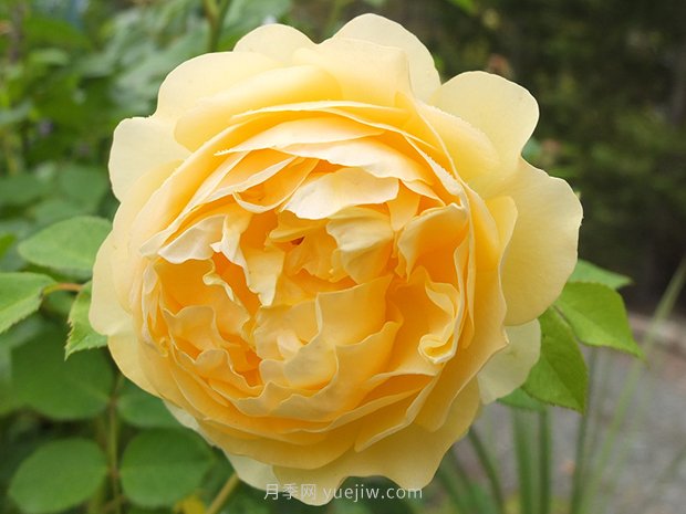 月季花怎么養(yǎng)？月季花的養(yǎng)殖方法(圖1)