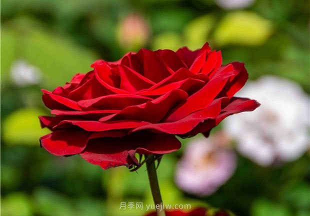 安陽市滑縣森林公園月季花開放，賞花打卡正當(dāng)時(圖3)