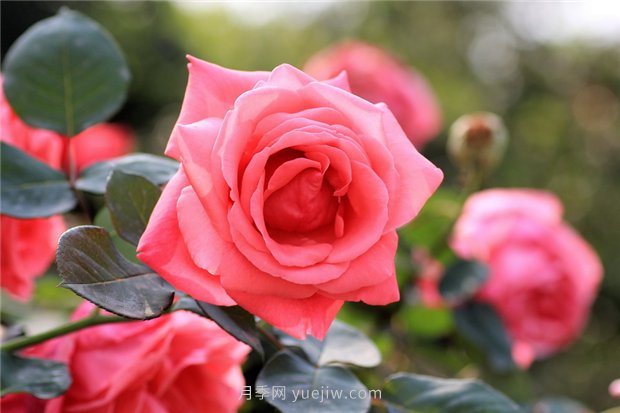 河南18市市花大全！月季居然同為8個市的市花(圖1)