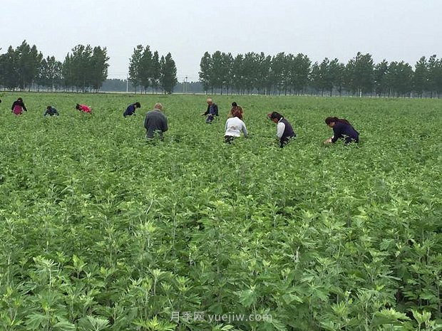 艾草產(chǎn)業(yè)為什么能在南陽(yáng)市不斷發(fā)展升級(jí)？(圖1)