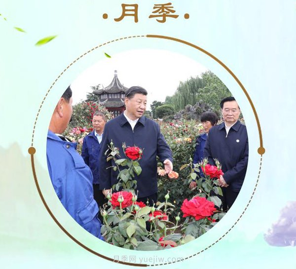 “小康菜譜”上新了！“***強(qiáng)帶貨員”這次cue到南陽月季(圖1)