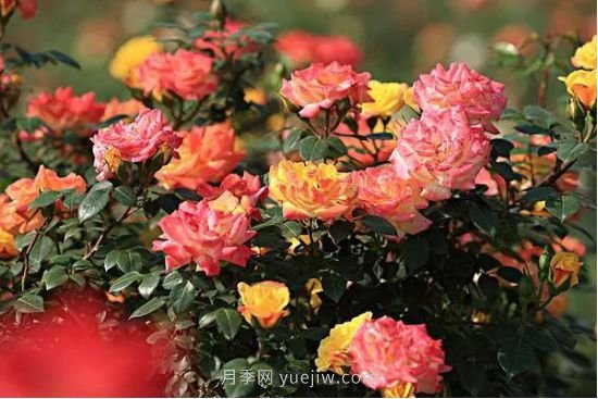 西安航天基地“初夏限定款”月季花，邀您來賞！(圖1)