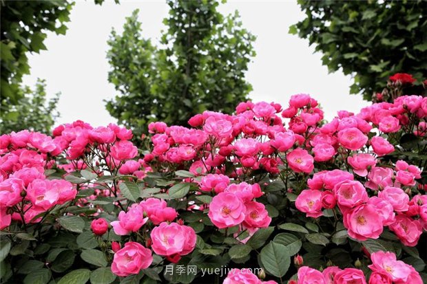 3年沖刺100億年產(chǎn)值，南陽(yáng)月季畫好發(fā)展路線圖(圖1)