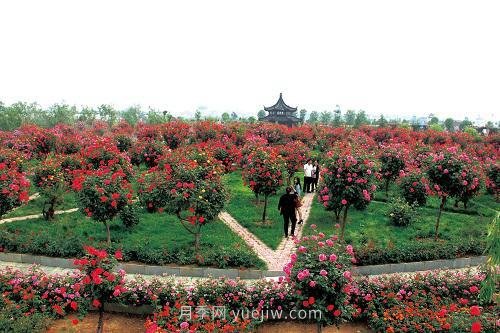 年產(chǎn)值25億！中國(guó)月季八成南陽(yáng)種植(圖2)