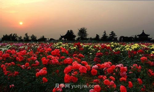 年產(chǎn)值25億！中國(guó)月季八成南陽(yáng)種植(圖3)